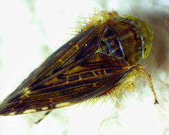 Acinopterus acuminatus