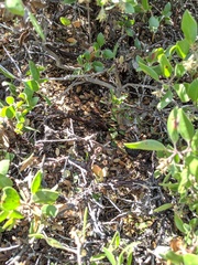 Arctostaphylos rudis