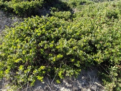 Arctostaphylos purissima