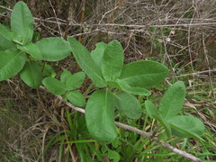 Acrisione denticulata