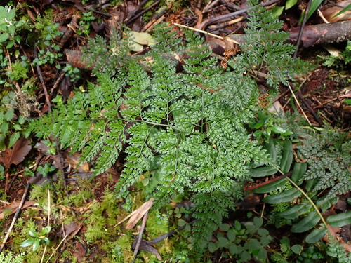 Arachniodes denticulata (Arachniodes denticulata)