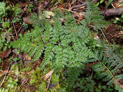 Arachniodes denticulata