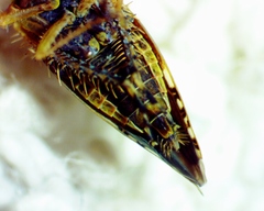 Acinopterus acuminatus