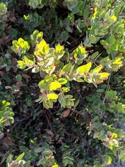 Arctostaphylos purissima