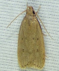 Autosticha kyotensis