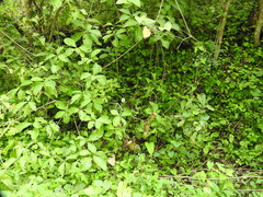 Centrosema sagittatum