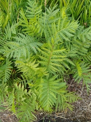 Tanacetum vulgare