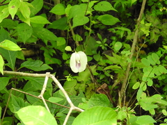 Centrosema sagittatum