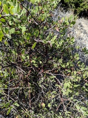 Arctostaphylos rudis