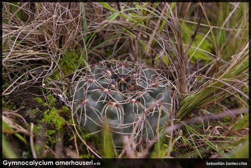Gymnocalycium amerhauseri
