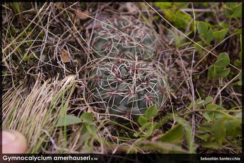 Gymnocalycium amerhauseri
