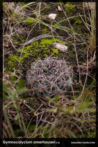 Gymnocalycium amerhauseri