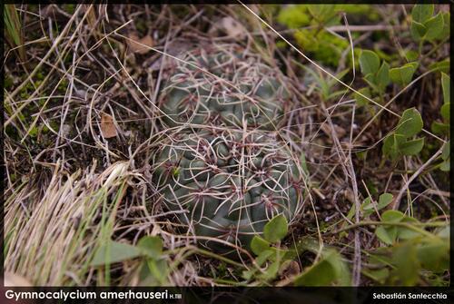 Gymnocalycium amerhauseri