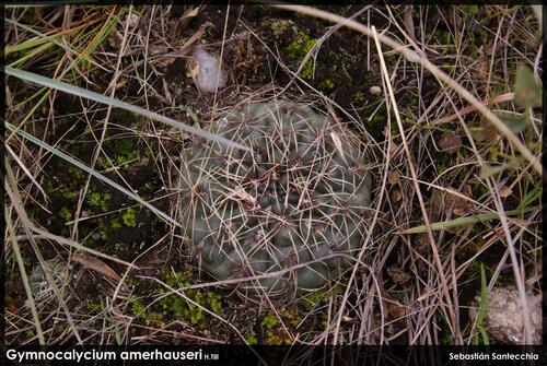 Gymnocalycium amerhauseri