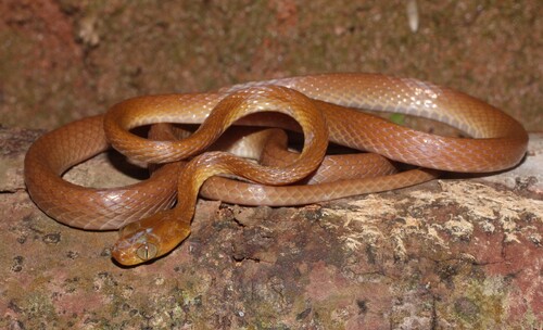 Shorthead Rear-fanged Tree Snake