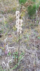 Liatris aspera