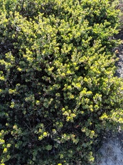 Arctostaphylos purissima