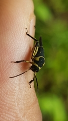 Ripipteryx saopauliensis