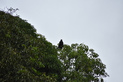 Buteogallus anthracinus