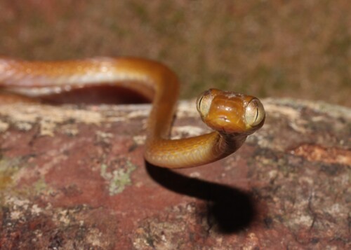Shorthead Rear-fanged Tree Snake