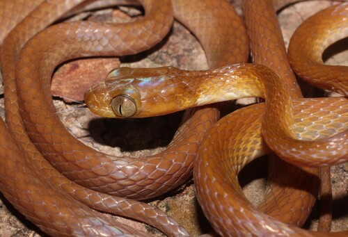 Shorthead Rear-fanged Tree Snake