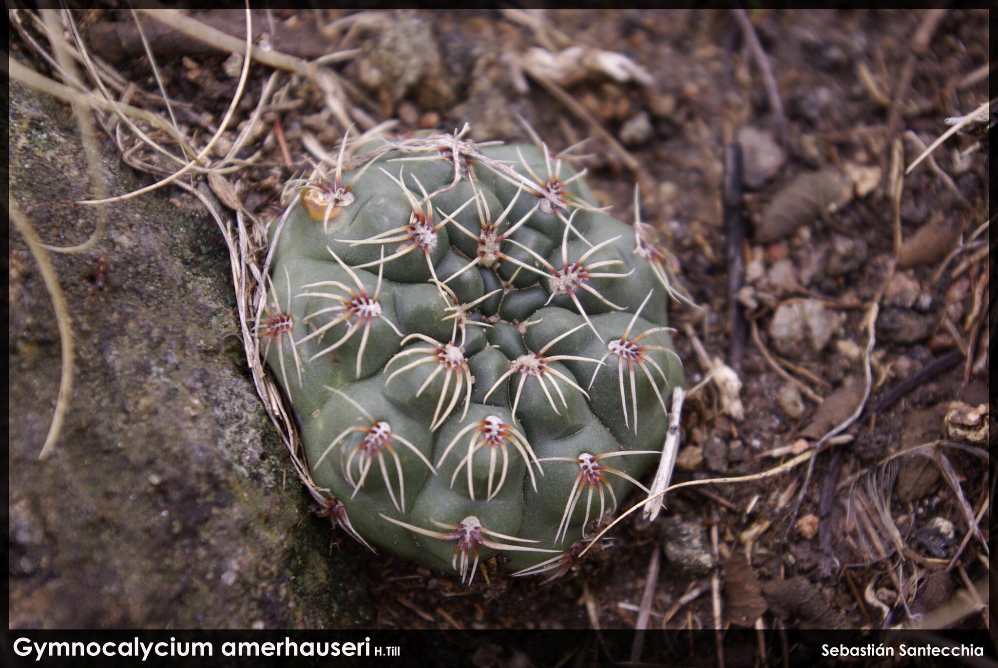 Gymnocalycium amerhauseri