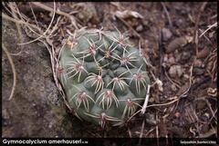 Gymnocalycium amerhauseri