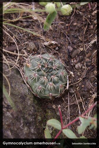 Gymnocalycium amerhauseri