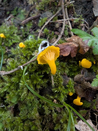 Parvocantharellus