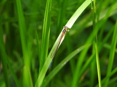 Mesamphiagrion