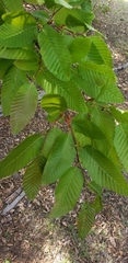Nothofagus alpina