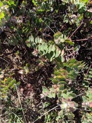 Arctostaphylos purissima