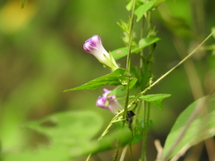 Ipomoea meyeri