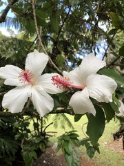 Hibiscus arnottianus