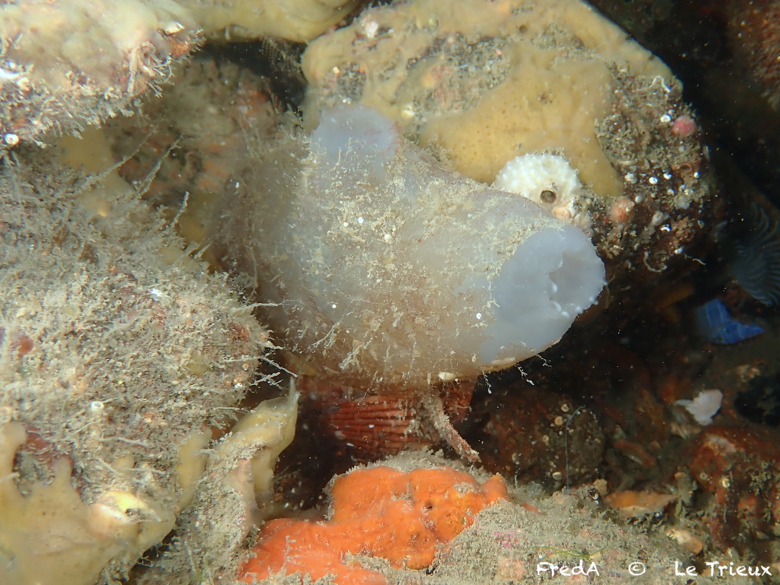 Ascidia mentula Müller, 1776