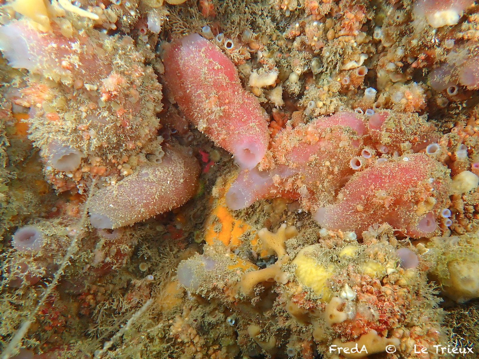 Ascidia mentula Müller, 1776