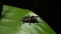 Ripipteryx saopauliensis