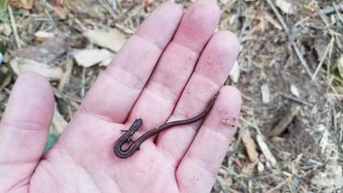 iNaturalist observation photo of Gregarious Slender Salamander