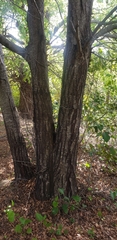 Nothofagus alpina