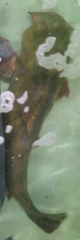 Pylodictis olivaris