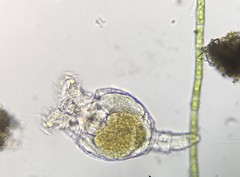 Philodina megalotrocha