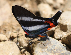Rhetus dysonii