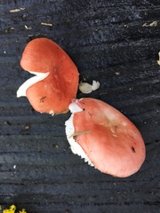 Russula aquosa