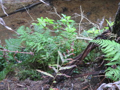 Blechnum novae-zelandiae