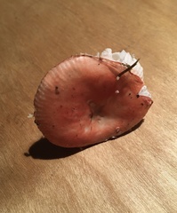 Russula aquosa