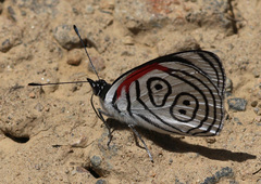 Diaethria clymena