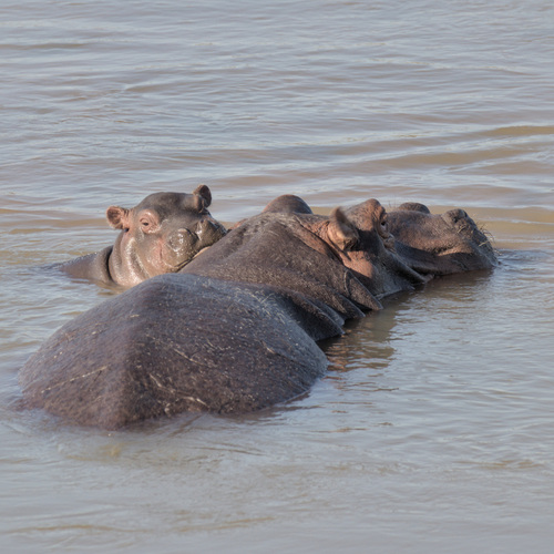 Common Hippopotamus