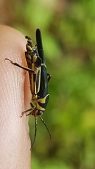 Ripipteryx saopauliensis