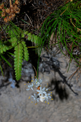 Alania cunninghamii