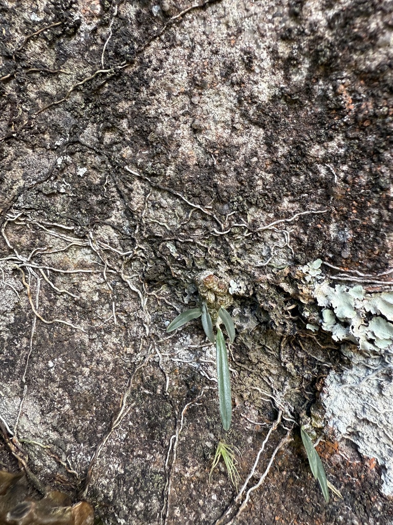 Bulbophyllum carassense